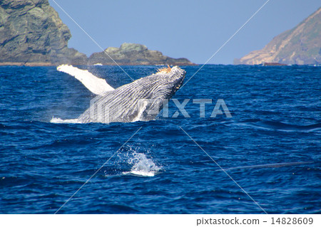 Humpback whale 14828609