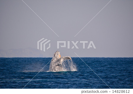 Humpback whale Humpback whale 14828612