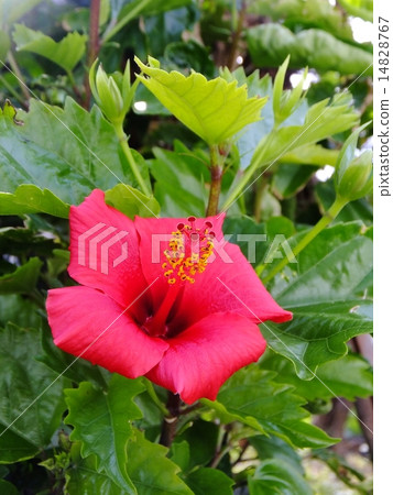 Hibiscus Series 14828767