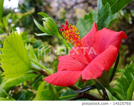 Hibiscus Series 14828768