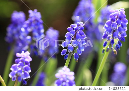 穆斯卡里花 穆斯卡里花 14828811