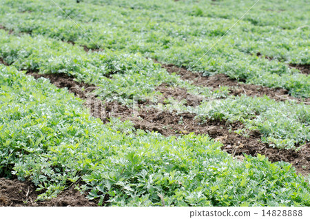 Wormwood (field) 14828888