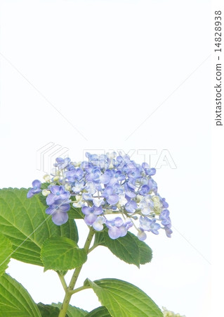 繡球花系列 14828938