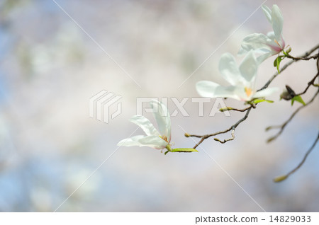 Kobushi在公園裡盛開 Kobushi在公園裡盛開 14829033