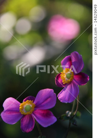 Shumayi chrysanthemum Shumayi chrysanthemum 14829049