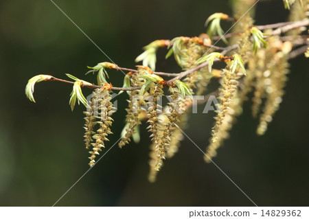 It seems that the spike is bigger than natural plants bear sea whites, other ferns (canine fox and acacia) etc. ② It seems that the spike is bigger than natural plants bear sea whites, other ferns (canine fox and acacia) etc. ② 14829362