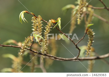 似乎穗比天然植物帶有種子，其他枝條（犬狐狸和金合歡）等更大.① 14829363