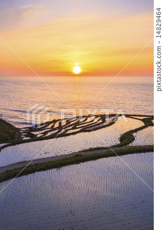Sunset of White rice Senjita 14829464