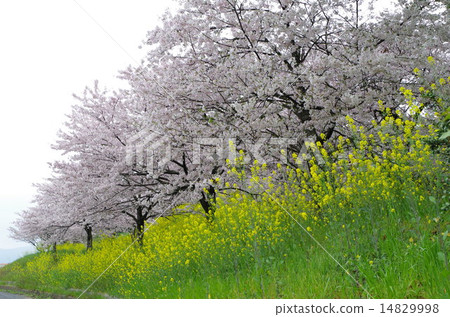 Cherry Blossoms   14829998