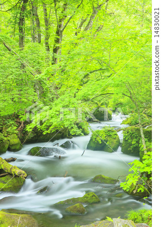 Asura新鮮的綠色流Oirase小河 14830021