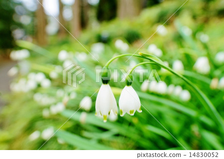 Lily of the valley 14830052
