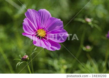 Cosmos Flower Cosmos Flower 14830200