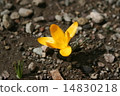 Yellow crocus in early spring 14830218