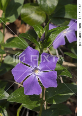 長春花 長春花 14830238