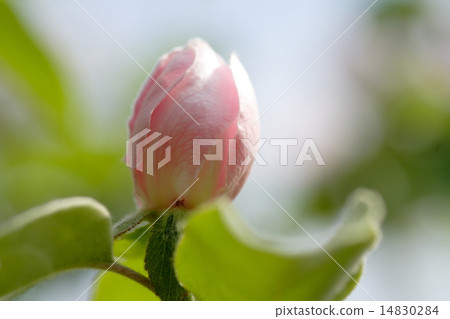 Spring flower buds swell and just before flowering! 14830284