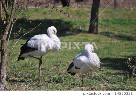 兵庫縣立鸛村公園鸛 14830331