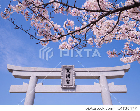 The torii and cherry blossoms of Ashiya Ruined Tenjin Shrine 14830477