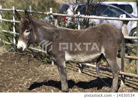 Donkey 14830534