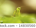 7月，螳螂從花園裡的卵出生 14830560