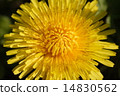 花強烈釋放太陽的能量，蒲公英 14830562