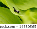 高原的草葉和蚱蜢 14830565