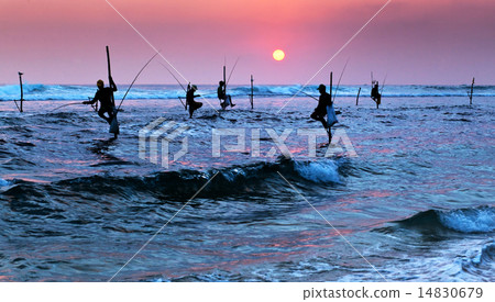 Silhouettes of the traditional stilt fishermen 14830679