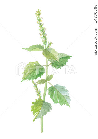 紫蘇花 14830686
