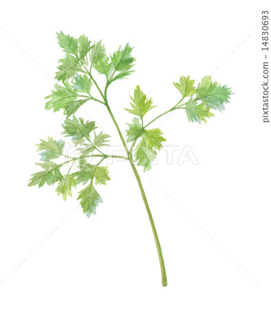 細葉芹 14830693