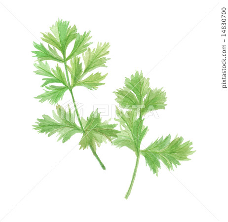coriander 14830700
