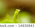 螳螂出生於花園裡的雞蛋 14830843