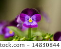 三色堇花 14830844