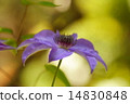 美麗的紫色流蘇花在樹蔭下，六月 14830848
