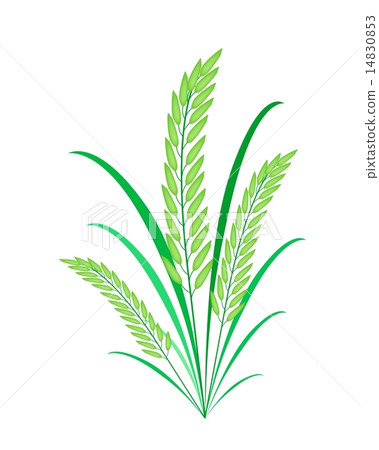 Cereal Plants or Green Rice on White Background 14830853