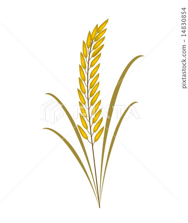 Golden Rice or Jasmine Rice on White Background 14830854