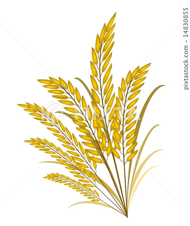 Golden Colors of Jasmine Rice on White Background 14830855
