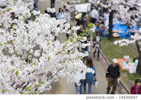 Hanami形象 14830887