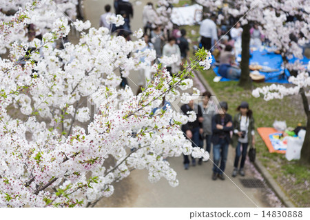 Hanami image 14830888