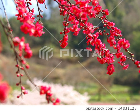 Flowers of ferns Flowers of ferns 14831125