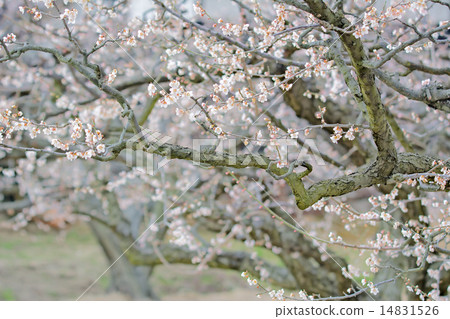 Plum blossom  14831526