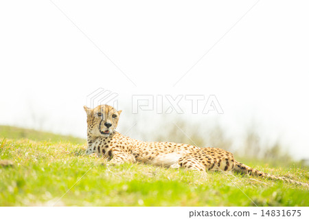 Prairie cheetah 14831675