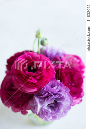 室內(花·毛茛屬) 室內(花·毛茛屬) 14832061