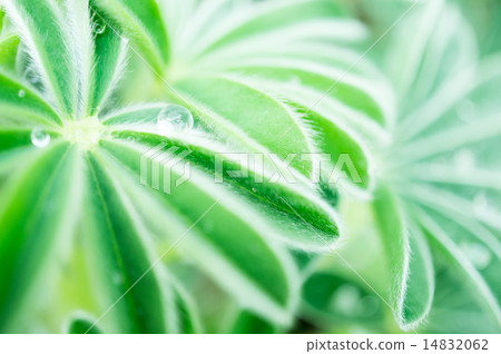 雨傘綻放羽扇豆的葉子和水滴 雨傘綻放羽扇豆的葉子和水滴 14832062