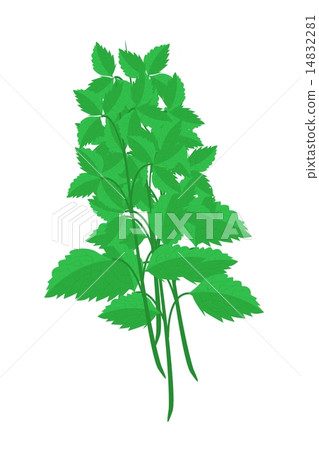 Fresh Holy Basil Plants on White Background 14832281