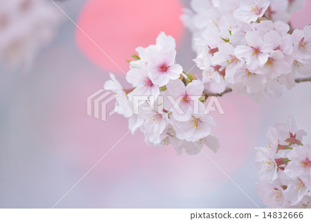 Sakurasaku Sakurasaku 14832666