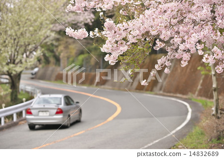 開車和櫻花 開車和櫻花 14832689