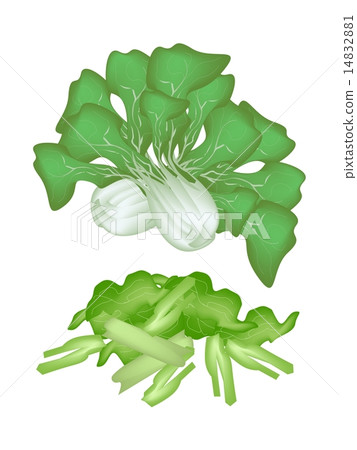 Fresh Green Pok Choi on A White Background Fresh Green Pok Choi on A White Background 14832881