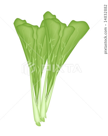 Fresh Green Chinese Cabbage on A White Background 14832882