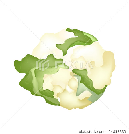 Fresh White Cauliflower on A White Background Fresh White Cauliflower on A White Background 14832883