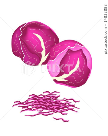Fresh Purple Cabbage on A White Background Fresh Purple Cabbage on A White Background 14832888
