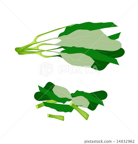 Fresh Green Chinese Broccoli on White Background 14832962